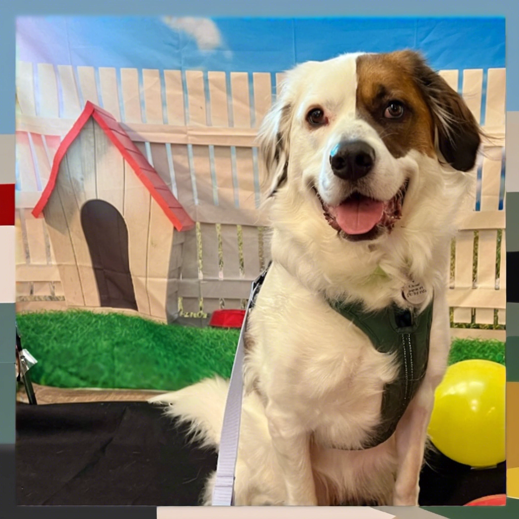 Dog Parent FAQ dog friendly activities near me