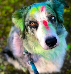 dog with colorful spots of its fur