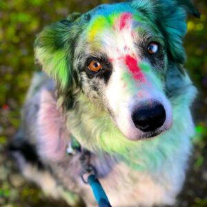 dog with colorful spots of its fur