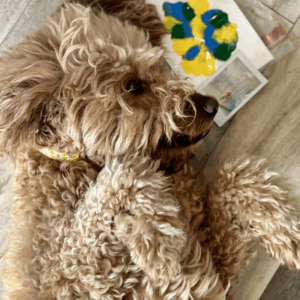 dog training meets doggie daycare enrichment activity