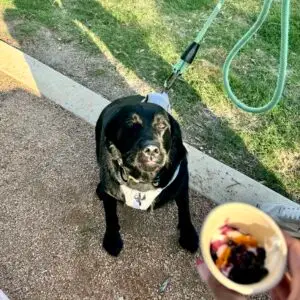 Buy pup cup pop up, its the healthy treat your dog will love